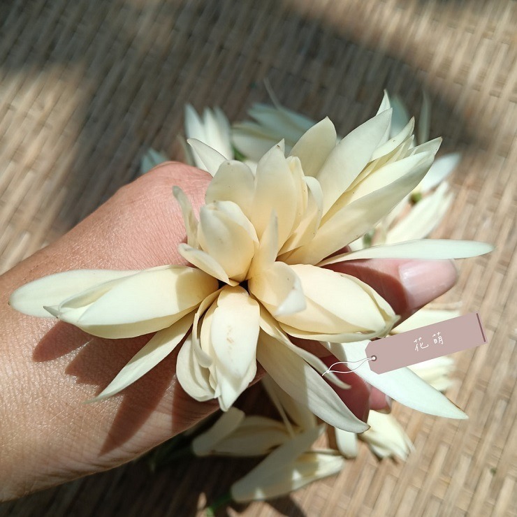 消暑茶飲 玉蘭花 台灣種植 自採自曬 自然農法 手工採摘 乾燥玉蘭花 白玉蘭 花草茶 草本茶 養身茶 泡茶 花茶 風味茶-細節圖3