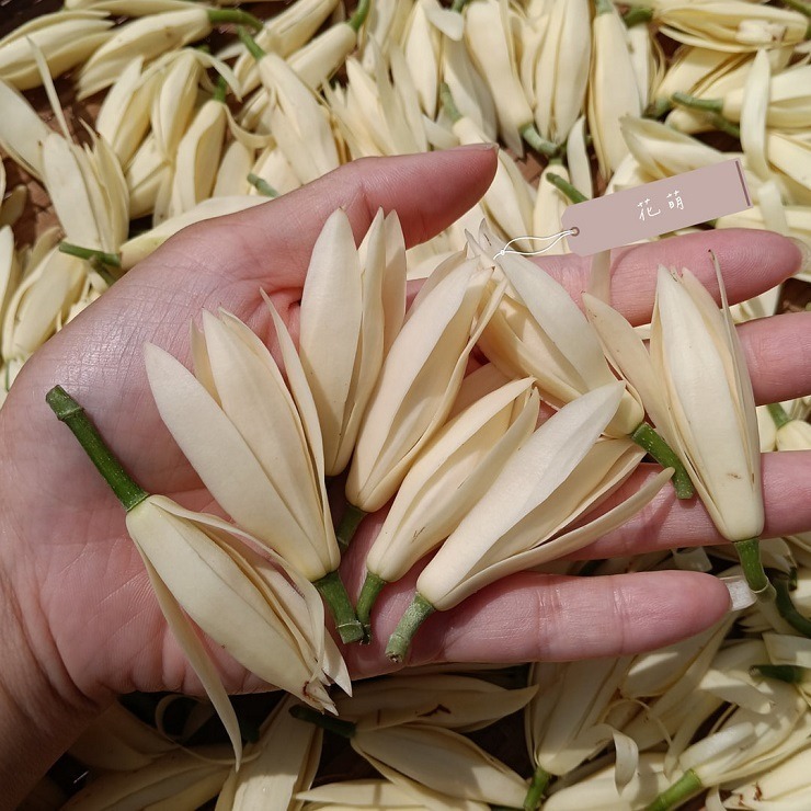 消暑茶飲 玉蘭花 台灣種植 自採自曬 自然農法 手工採摘 乾燥玉蘭花 白玉蘭 花草茶 草本茶 養身茶 泡茶 花茶 風味茶-細節圖4