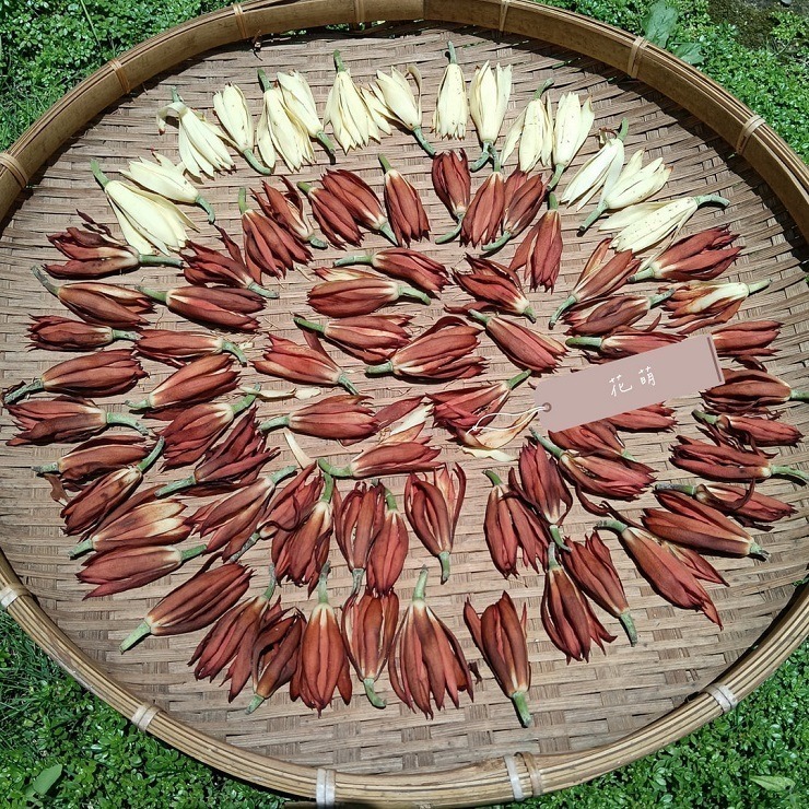 消暑茶飲 玉蘭花 台灣種植 自採自曬 自然農法 手工採摘 乾燥玉蘭花 白玉蘭 花草茶 草本茶 養身茶 泡茶 花茶 風味茶-細節圖6