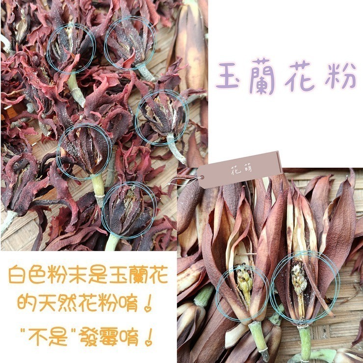 消暑茶飲 玉蘭花 台灣種植 自採自曬 自然農法 手工採摘 乾燥玉蘭花 白玉蘭 花草茶 草本茶 養身茶 泡茶 花茶 風味茶-細節圖10