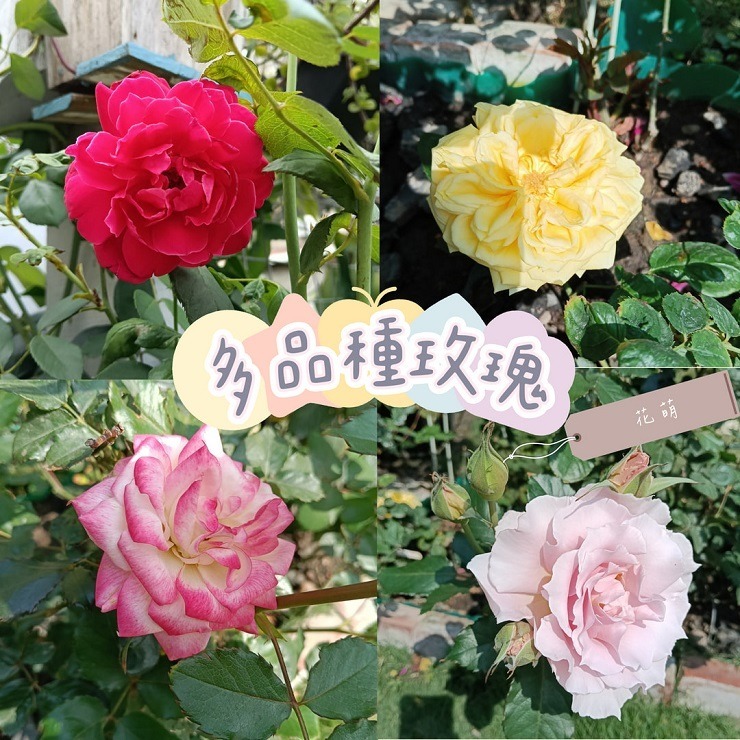 玫瑰花瓣 台灣種植 自採自曬 自然農法 甜香濃郁 乾燥玫瑰 泡澡 沐浴 求婚 手工皂 乾燥花瓣 泡澡花瓣 花瓣浴 spa-細節圖2