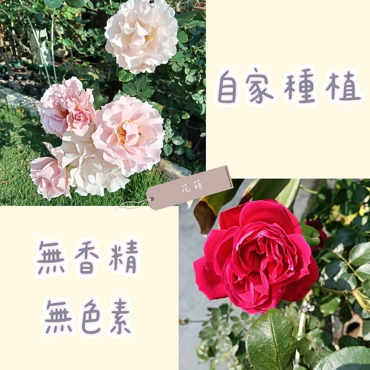 玫瑰花瓣 台灣種植 自採自曬 自然農法 甜香濃郁 乾燥玫瑰 泡澡 沐浴 求婚 手工皂 乾燥花瓣 泡澡花瓣 花瓣浴 spa-細節圖3