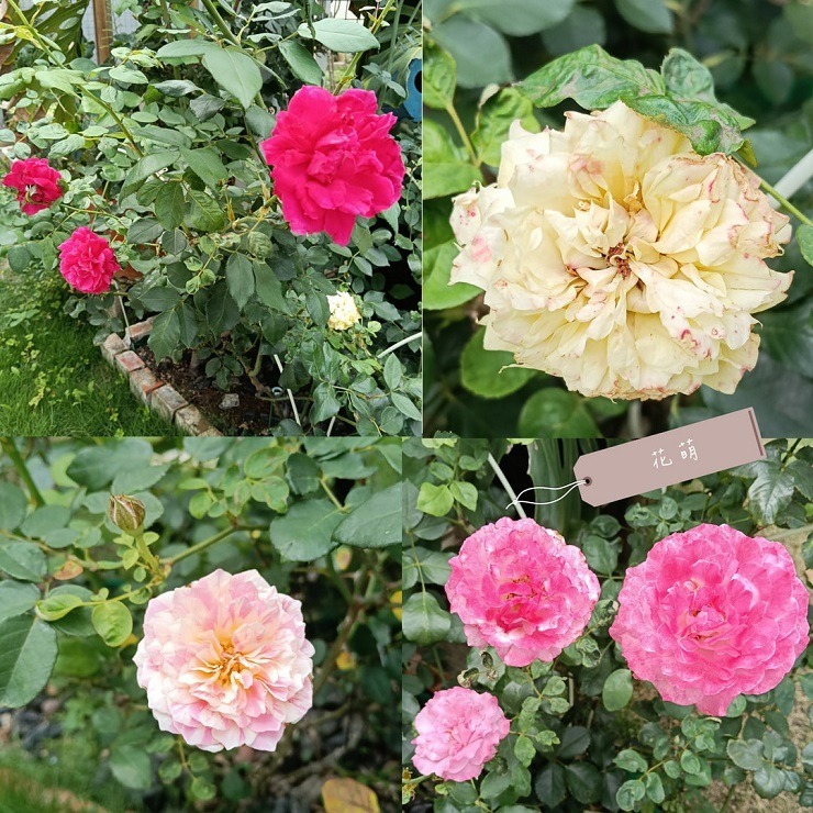 玫瑰花瓣 台灣種植 自採自曬 自然農法 甜香濃郁 乾燥玫瑰 泡澡 沐浴 求婚 手工皂 乾燥花瓣 泡澡花瓣 花瓣浴 spa-細節圖4