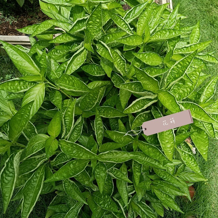 血根草 台灣種植 自種自曬 側生爵床 血根爵床 四物草 植物染 藥用植物 花葉移印染 天然染材 草木染 染料 藥草植物-細節圖3