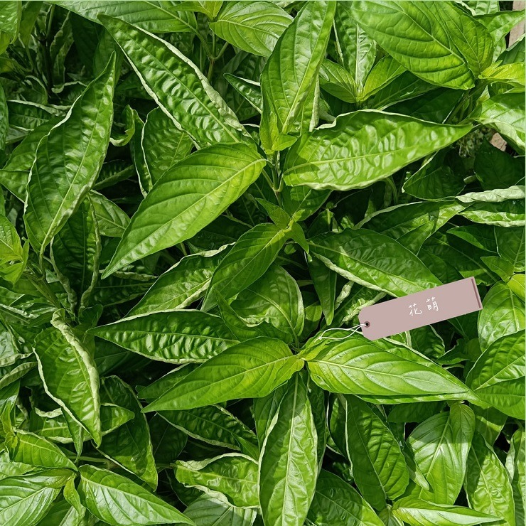 血根草 台灣種植 自種自曬 側生爵床 血根爵床 四物草 植物染 藥用植物 花葉移印染 天然染材 草木染 染料 藥草植物-細節圖4