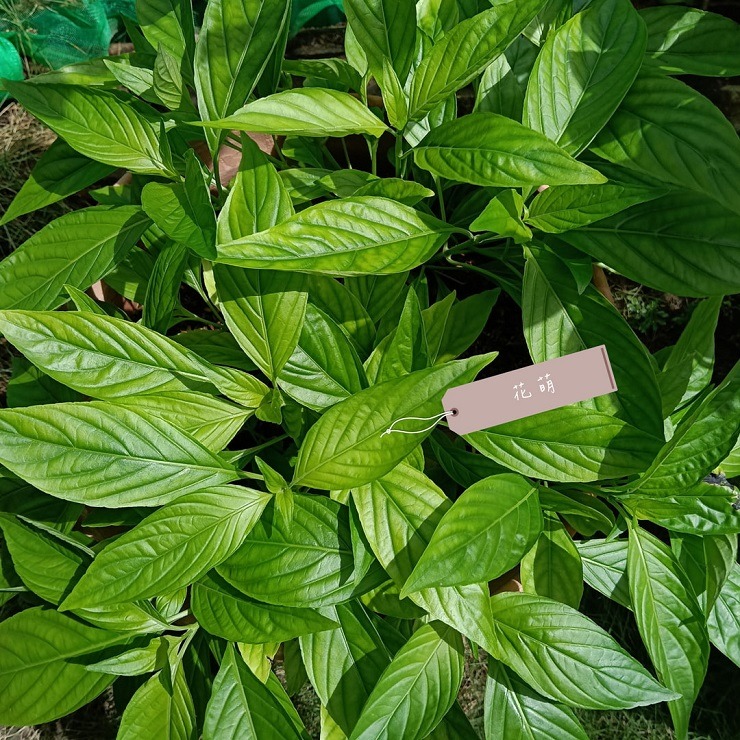 血根草 台灣種植 自種自曬 側生爵床 血根爵床 四物草 植物染 藥用植物 花葉移印染 天然染材 草木染 染料 藥草植物-細節圖5
