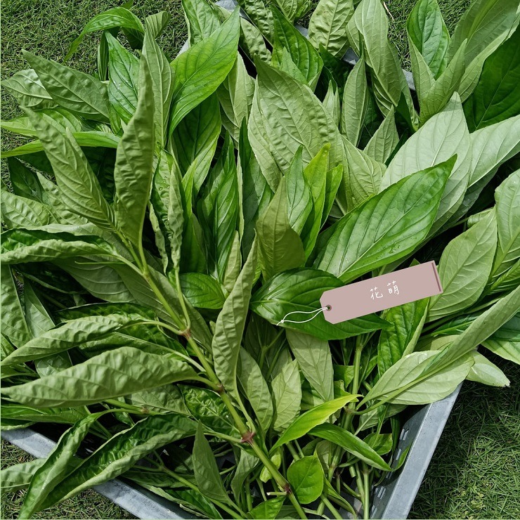 血根草 台灣種植 自種自曬 側生爵床 血根爵床 四物草 植物染 藥用植物 花葉移印染 天然染材 草木染 染料 藥草植物-細節圖6
