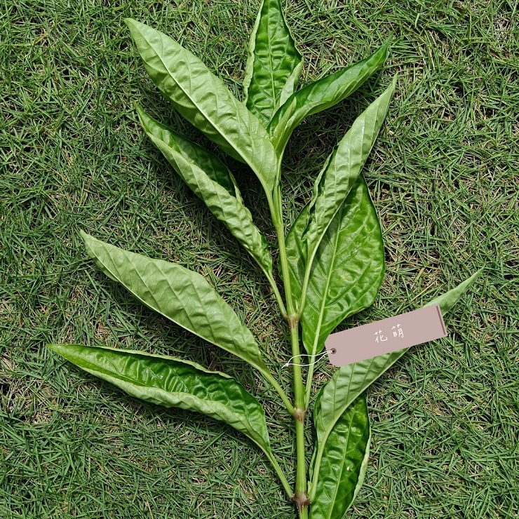 血根草 台灣種植 自種自曬 側生爵床 血根爵床 四物草 植物染 藥用植物 花葉移印染 天然染材 草木染 染料 藥草植物-細節圖7