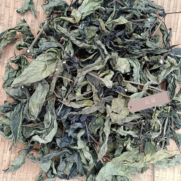 血根草 台灣種植 自種自曬 側生爵床 血根爵床 四物草 植物染 藥用植物 花葉移印染 天然染材 草木染 染料 藥草植物-細節圖9