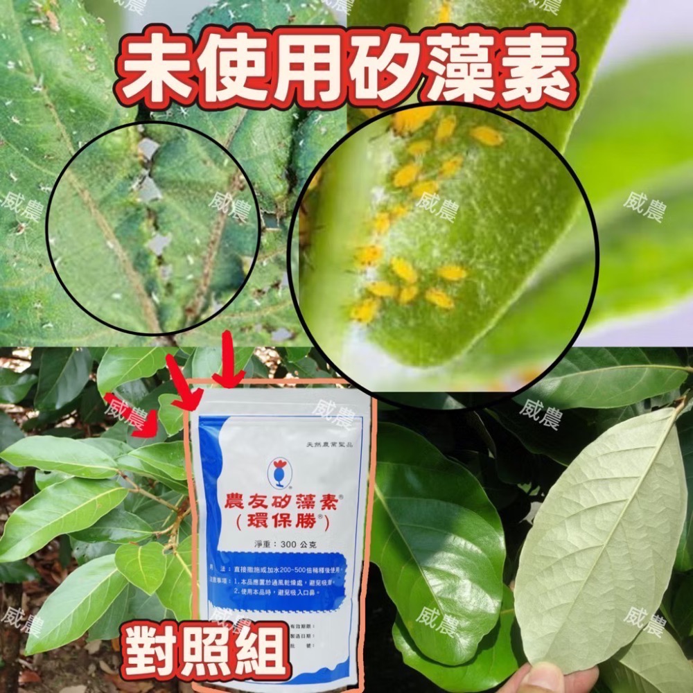 農友矽藻素矽藻土（環保勝）300 公克/包 食品級 非農藥 天然除蟲除菌劑 無抗藥性/矽藻素/100%純矽藻化石製成-細節圖2