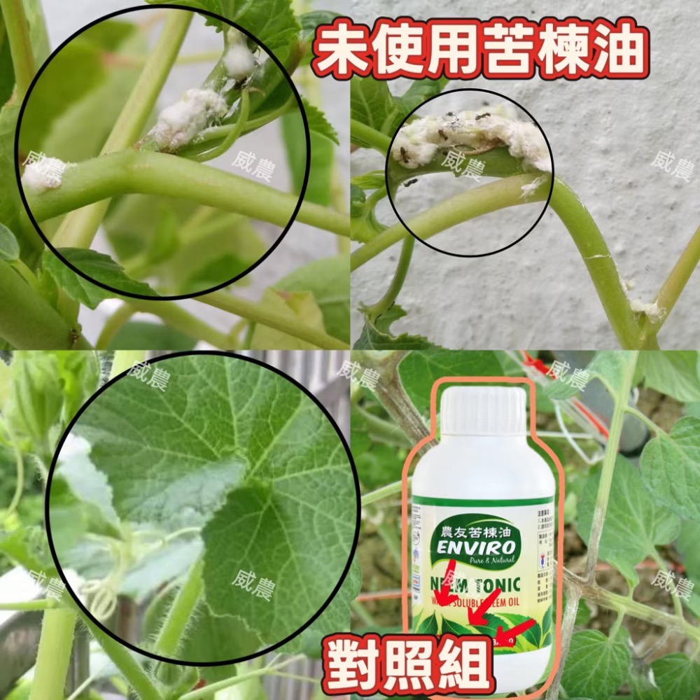 【威農現貨】農友苦楝油250ml防治/苦楝油/蚜蟲、介殼蟲、粉蝨、薊馬、葉螨、紅蜘蛛/觀葉植物/多肉植物/鹿角蕨-細節圖3
