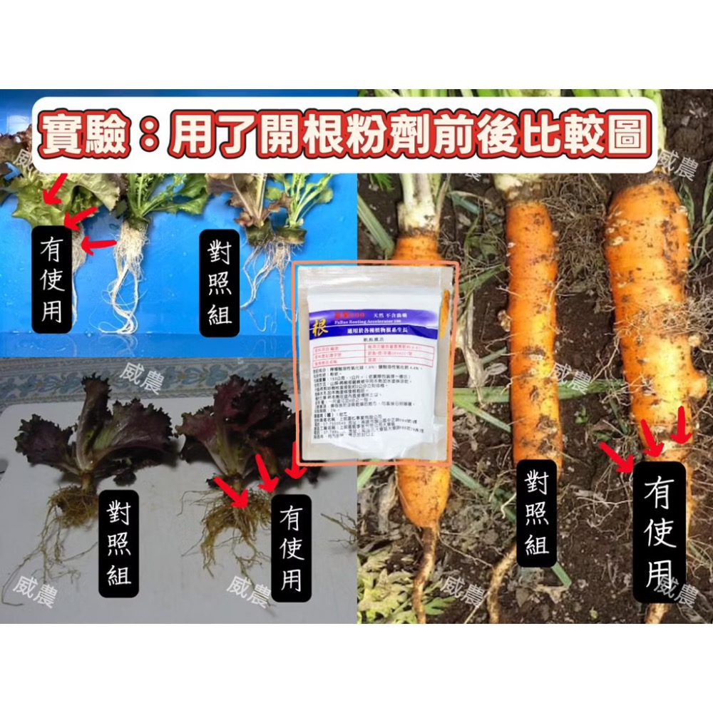 富寶100開根粉（粉劑）150g 發根 開根/催芽活化 仟插 壓條攪拌土壤 非農藥育苗/多肉植物/開根肥/塊根/觀葉植物-細節圖3