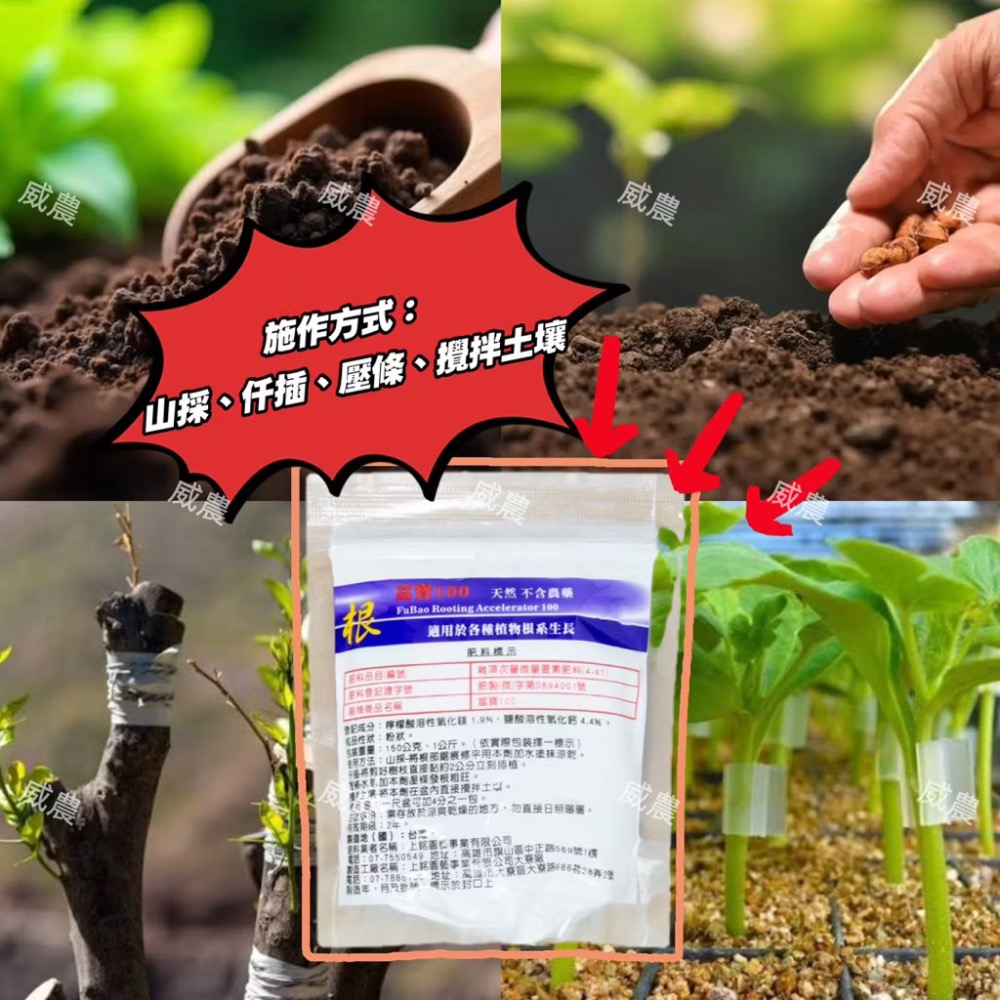 富寶100開根粉（粉劑）150g 發根 開根/催芽活化 仟插 壓條攪拌土壤 非農藥育苗/多肉植物/開根肥/塊根/觀葉植物-細節圖4