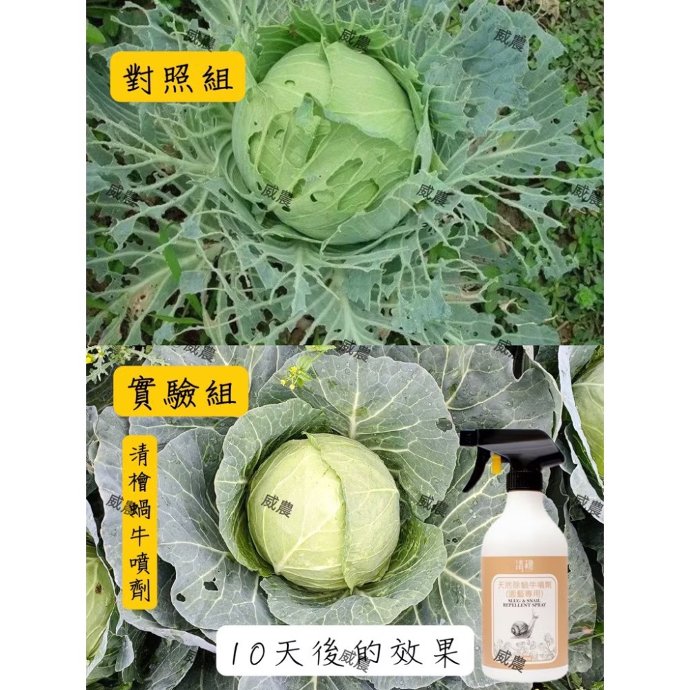 清檜天然除蝸牛噴劑【威農現貨圜藝】防治對象福壽螺、蝸牛、鱗翅目幼蟲、線蟲、非洲大蝸牛萃取多種天然植物精華不含重金屬及農藥-細節圖2
