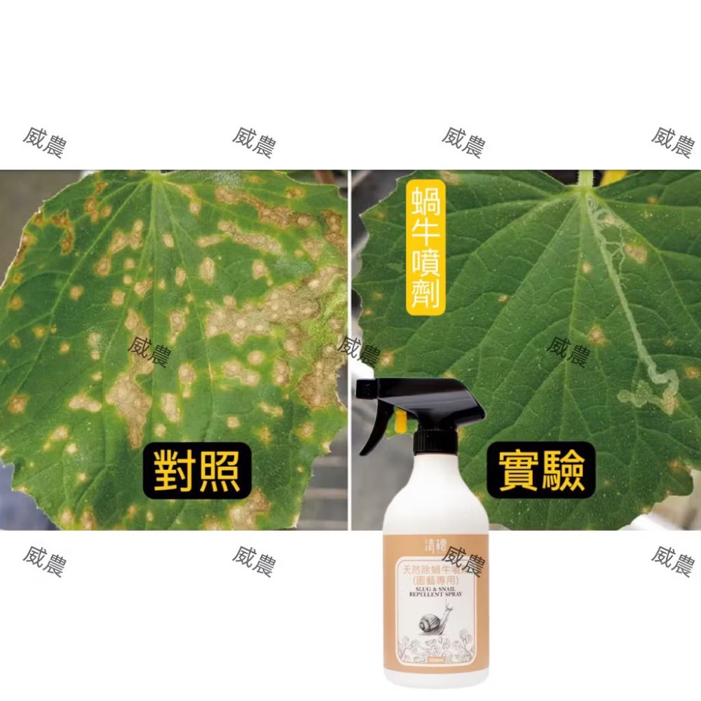 清檜天然除蝸牛噴劑【威農現貨圜藝】防治對象福壽螺、蝸牛、鱗翅目幼蟲、線蟲、非洲大蝸牛萃取多種天然植物精華不含重金屬及農藥-細節圖3