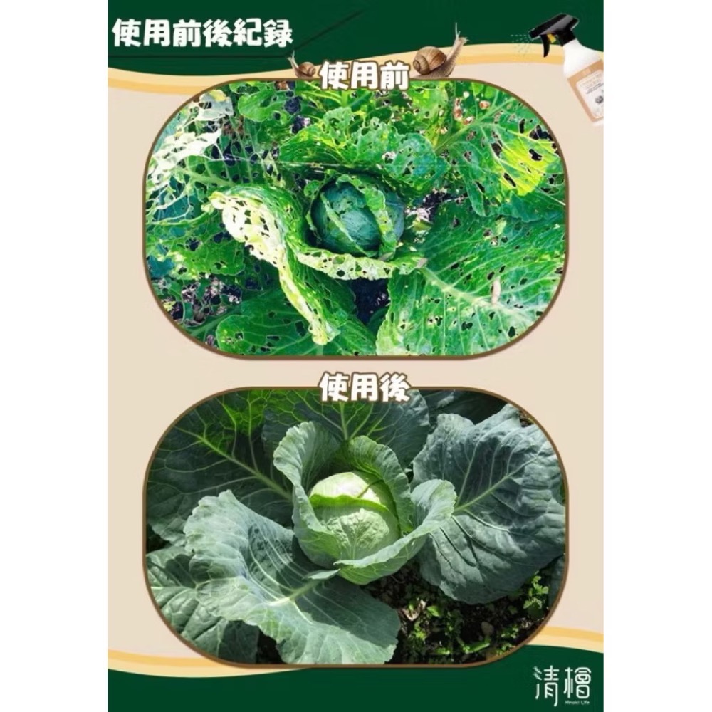 清檜天然除蝸牛噴劑【威農現貨圜藝】防治對象福壽螺、蝸牛、鱗翅目幼蟲、線蟲、非洲大蝸牛萃取多種天然植物精華不含重金屬及農藥-細節圖5