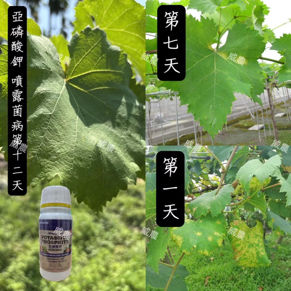 【威農現貨液肥】亞磷酸鉀 100ml、中性化亞磷酸/多肉觀葉植物/露菌病/鹿角蕨/白粉病/氫氧化鉀/誘導植物產生抗性/-細節圖2