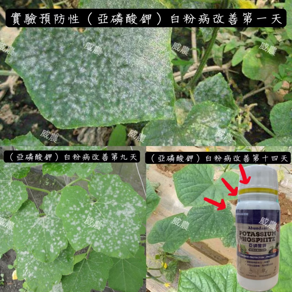 【威農現貨液肥】亞磷酸鉀 100ml、中性化亞磷酸/多肉觀葉植物/露菌病/鹿角蕨/白粉病/氫氧化鉀/誘導植物產生抗性/-細節圖3