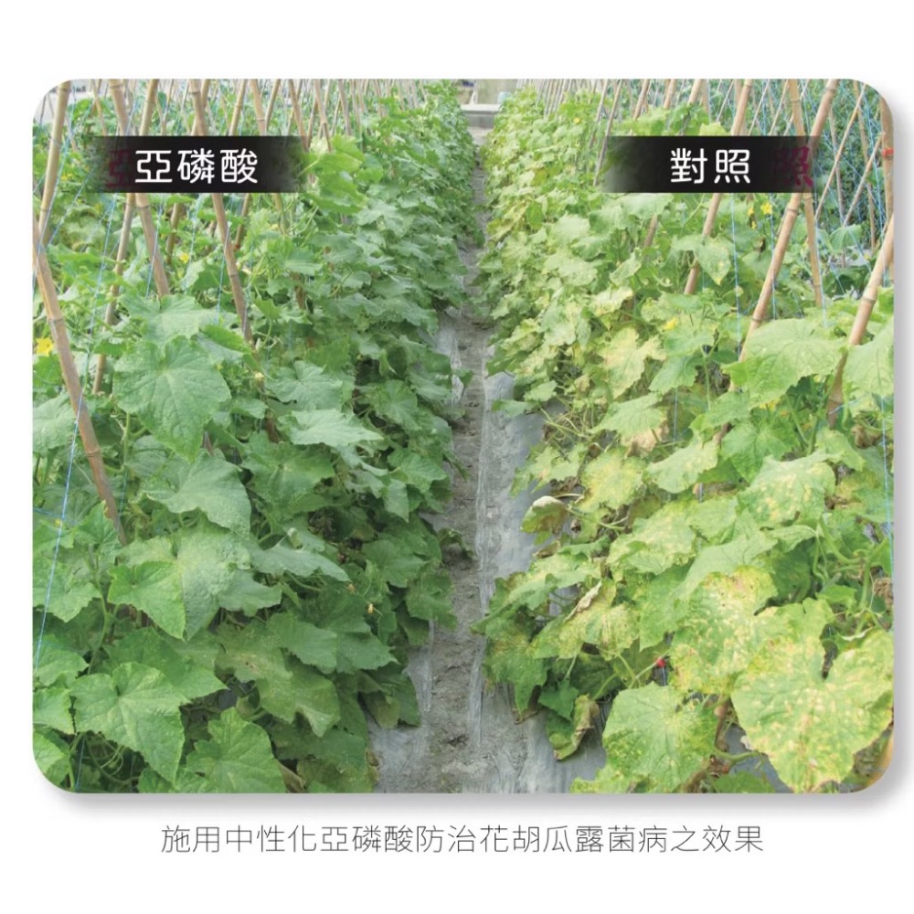 【威農現貨液肥】亞磷酸鉀 100ml、中性化亞磷酸/多肉觀葉植物/露菌病/鹿角蕨/白粉病/氫氧化鉀/誘導植物產生抗性/-細節圖5