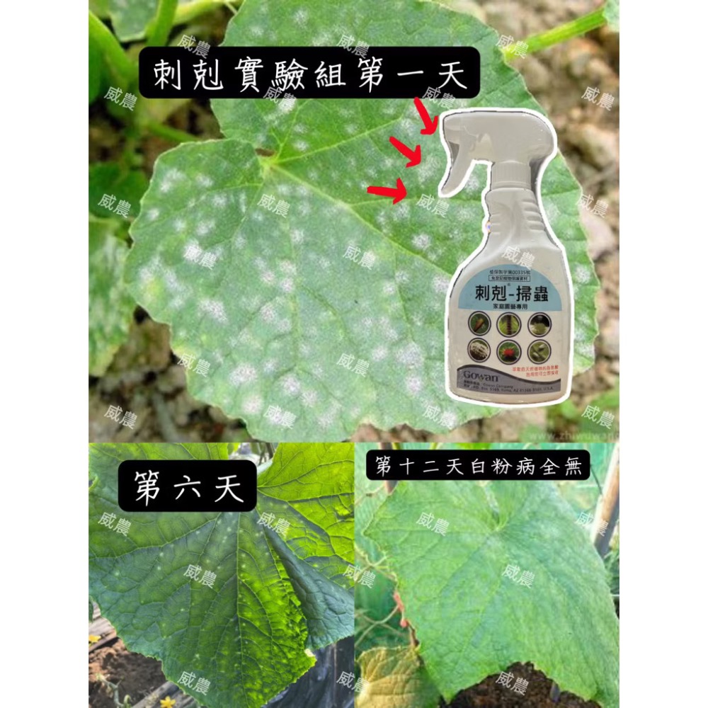 【威農現貨供應】刺剋-掃蟲殺菌500ml/植物性農皂/介殼蟲蚜蟲紅蜘蛛白粉病/ 脂肪酸鉀鹽49%/多肉值物免稀釋觀葉植物-細節圖2