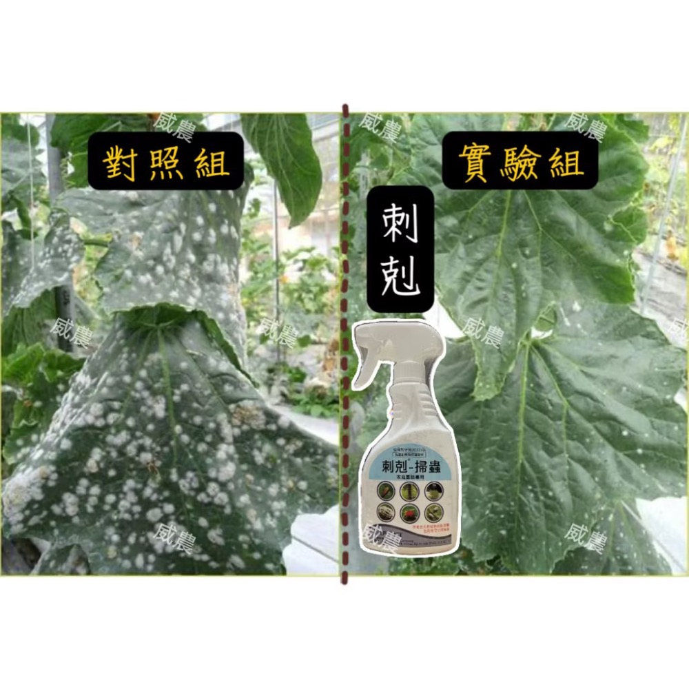 【威農現貨供應】刺剋-掃蟲殺菌500ml/植物性農皂/介殼蟲蚜蟲紅蜘蛛白粉病/ 脂肪酸鉀鹽49%/多肉值物免稀釋觀葉植物-細節圖3