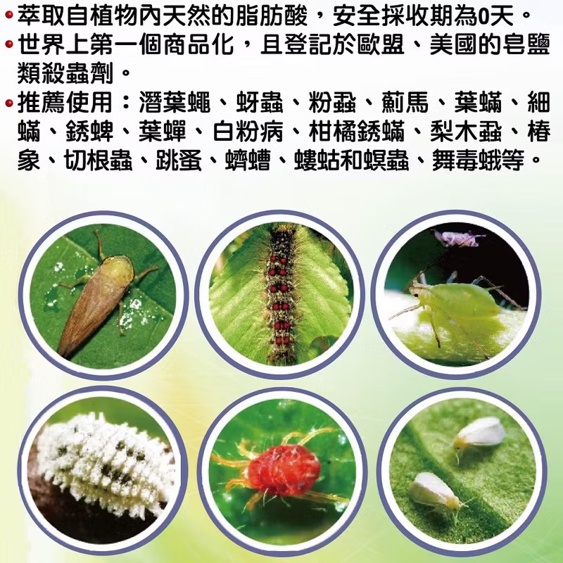 【威農現貨供應】刺剋-掃蟲殺菌500ml/植物性農皂/介殼蟲蚜蟲紅蜘蛛白粉病/ 脂肪酸鉀鹽49%/多肉值物免稀釋觀葉植物-細節圖4