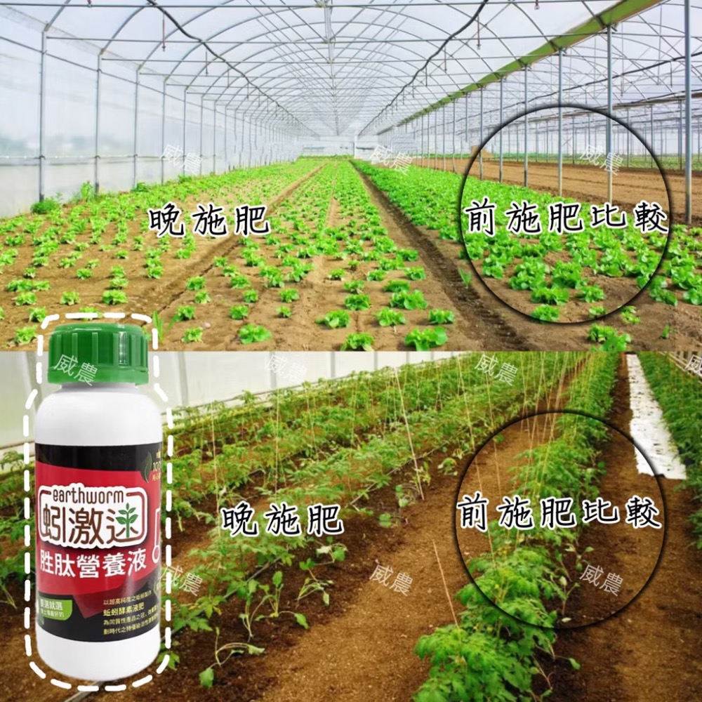 蚓激速-胜肽營養液500ml/蚓激速液蚯蚓液態有機質肥料 液態肥 蚓激速/ 追肥果樹茶葉蔬果/多肉觀葉植物/蚓糞肥-細節圖3