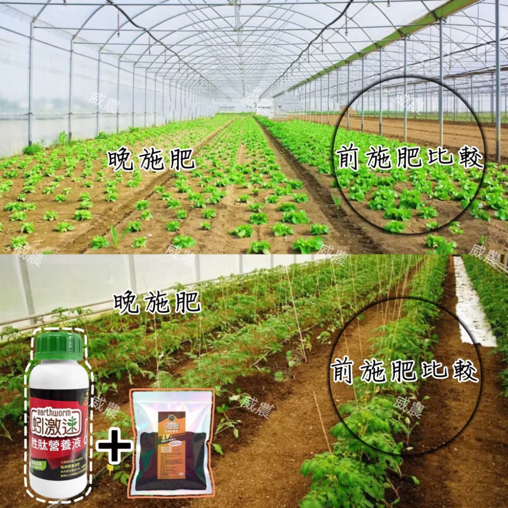 超級蚓糞肥 1公斤/蚓激速  純蚯蚓糞肥 蚯蚓糞蚯蚓土蚯蚓糞肥基肥堆肥 無土栽培花卉植物/追肥全期施作/ 不臭不長蟲-細節圖3