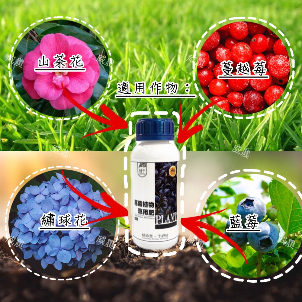 喜酸植物專用肥（500ml）/酸性專用 肥杜鵑花繡球花藍莓梔子花山茶花肥料營養液-細節圖3