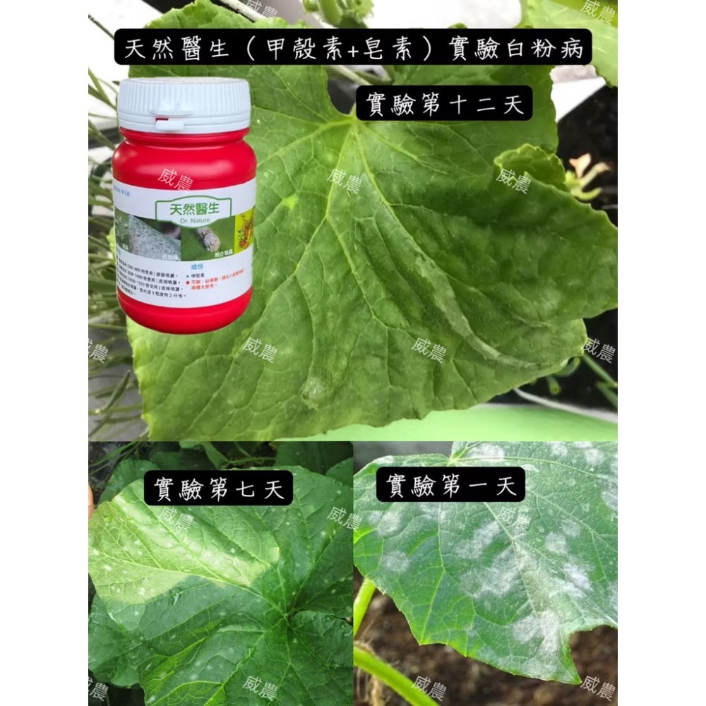 【威農現貨】天然醫生 250公克/ 紅蜘蛛介殼蟲白粉病螞蟻蟑螂/薊馬 蚜蟲紋蟲跳蚤/殺蟲殺菌皂素甲殼素去農藥成分-細節圖2