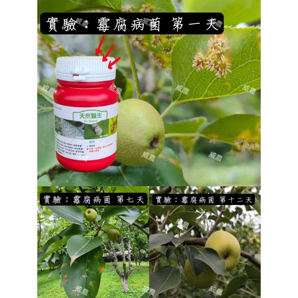 【威農現貨】天然醫生 250公克/ 紅蜘蛛介殼蟲白粉病螞蟻蟑螂/薊馬 蚜蟲紋蟲跳蚤/殺蟲殺菌皂素甲殼素去農藥成分-細節圖4