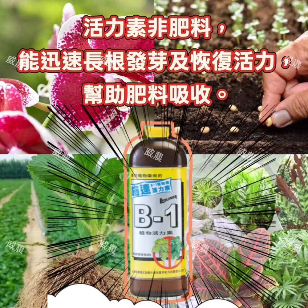 施達必旺活力素-B-1 300ml 多 肉植物/肥料/控釋 /施肥/介質/多肉植物/蘭花-細節圖2