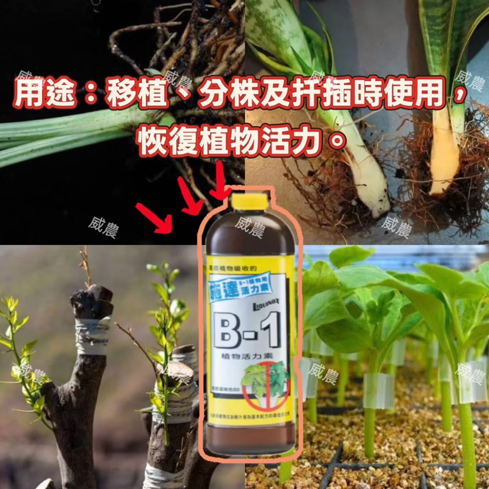 施達必旺活力素-B-1 300ml 多 肉植物/肥料/控釋 /施肥/介質/多肉植物/蘭花-細節圖3