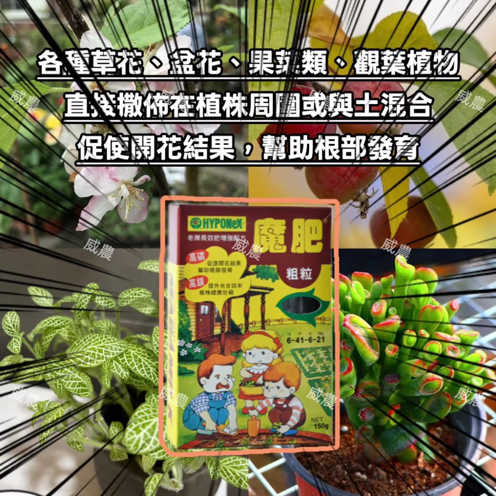 魔肥粗粒150g/開花肥 植花卉用肥複合肥料 高磷鎂長效基肥 日本進口肥料/各種草花、盆花、果菜類、觀葉植物/多肉植物/-細節圖2