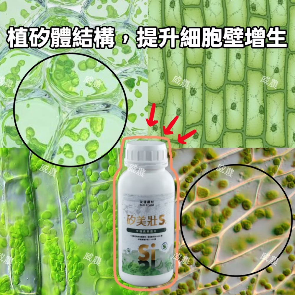 矽美壯/250ML/提高抗逆境能力 /提高土壤肥力/矽酸鉀45%/花卉園藝瓜果葉菜 果樹/植物營養劑/-細節圖2