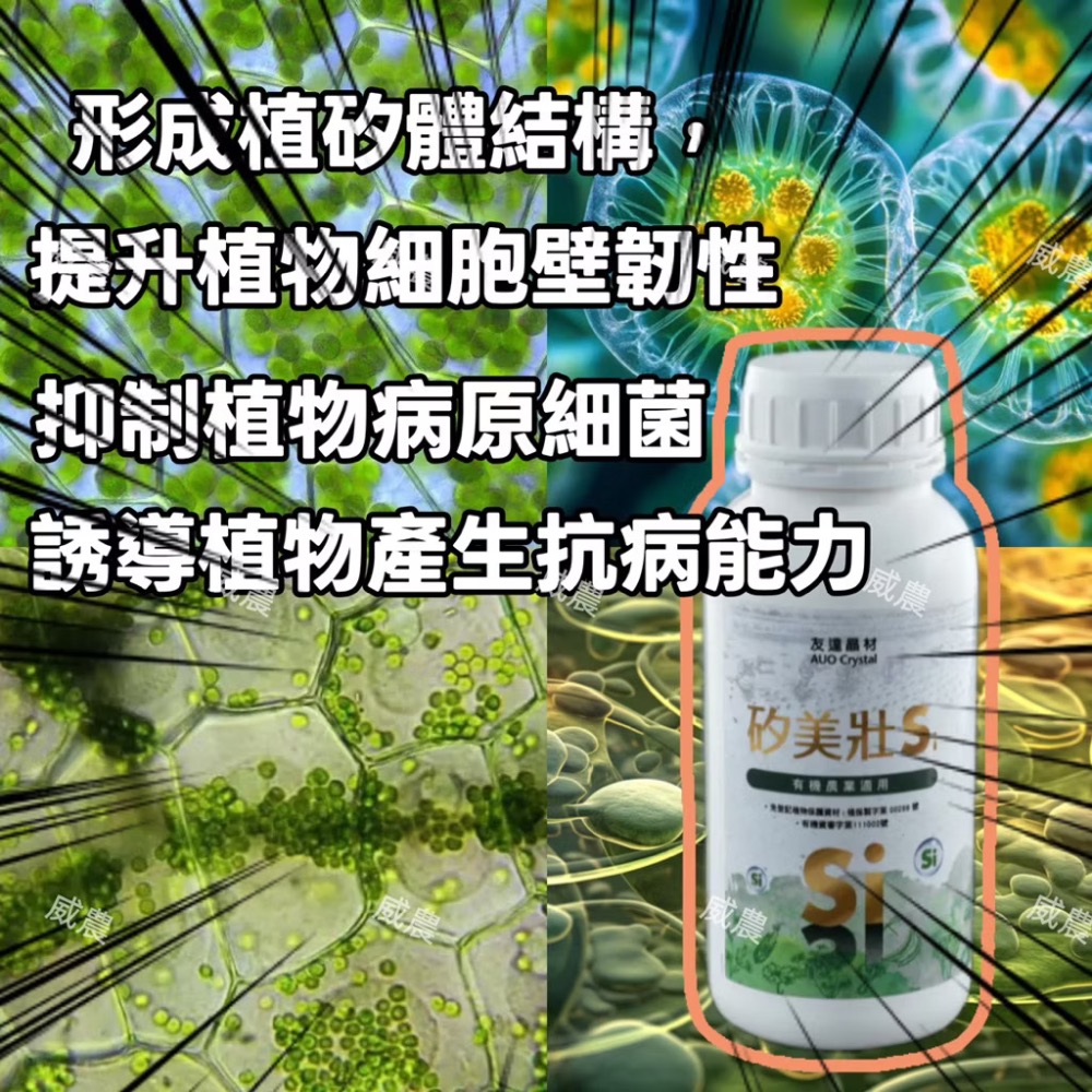矽美壯/250ML/提高抗逆境能力 /提高土壤肥力/矽酸鉀45%/花卉園藝瓜果葉菜 果樹/植物營養劑/-細節圖3