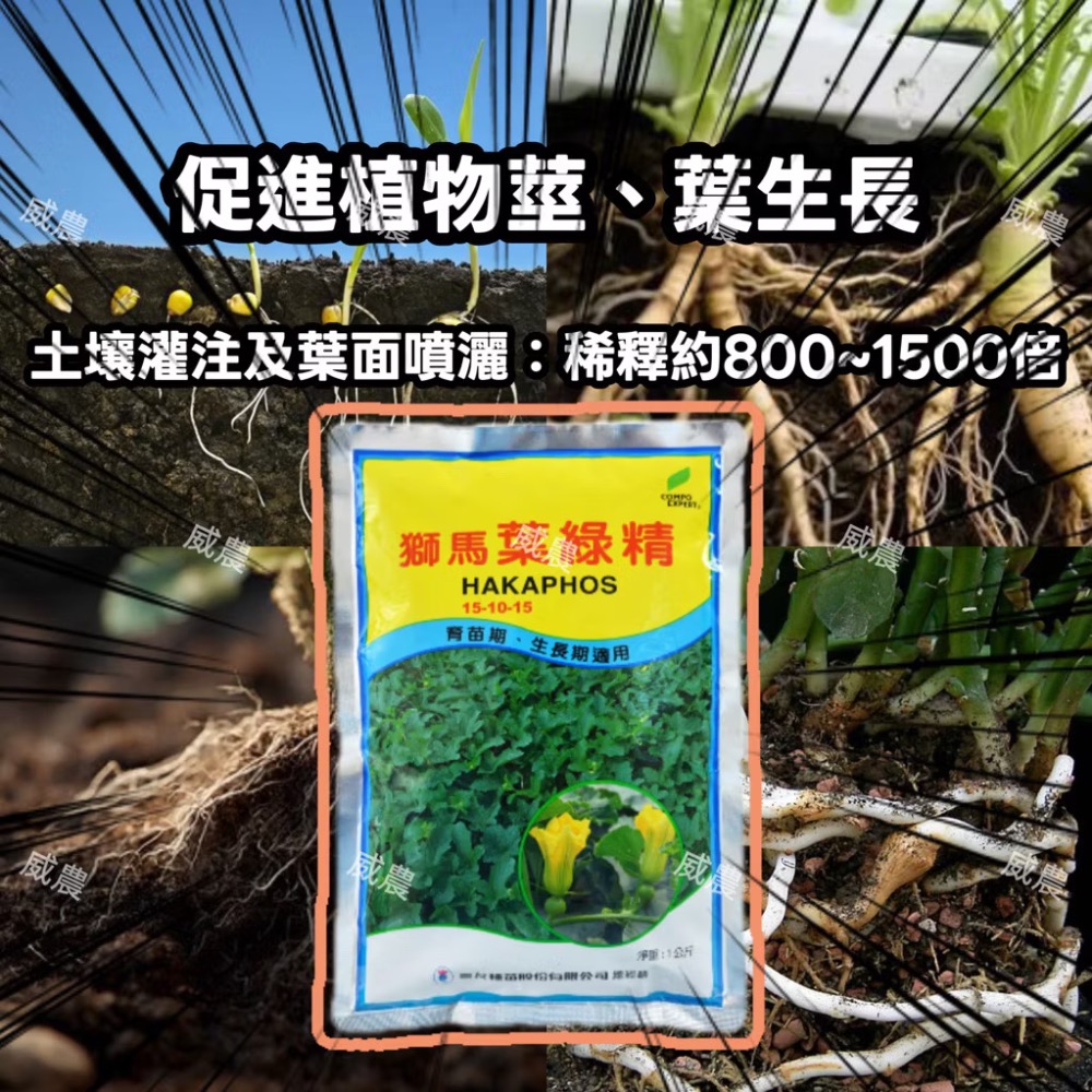 獅馬 葉綠精 HAKAPHOS 1Kg/促進萃葉發育/葉綠精 獅馬葉綠精促進植物根莖生長提供 植物生長所需養分 速效肥-細節圖2