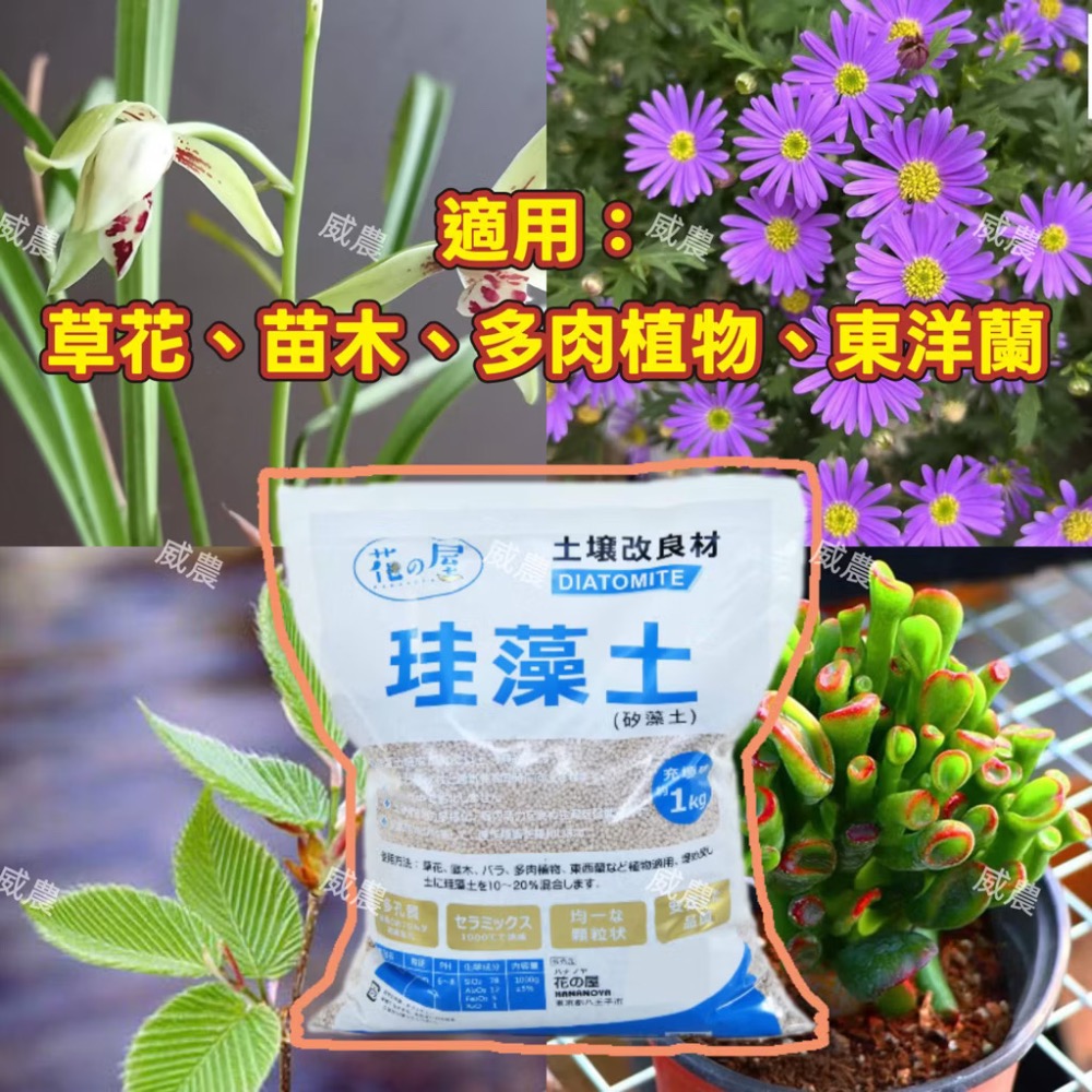 日本珪藻土(1KG)/適用草花、苗木、多肉植物、東洋蘭/日本燒製 花之屋 珪藻土 矽藻土 矽酸白土 硅藻土 1公斤裝-細節圖2