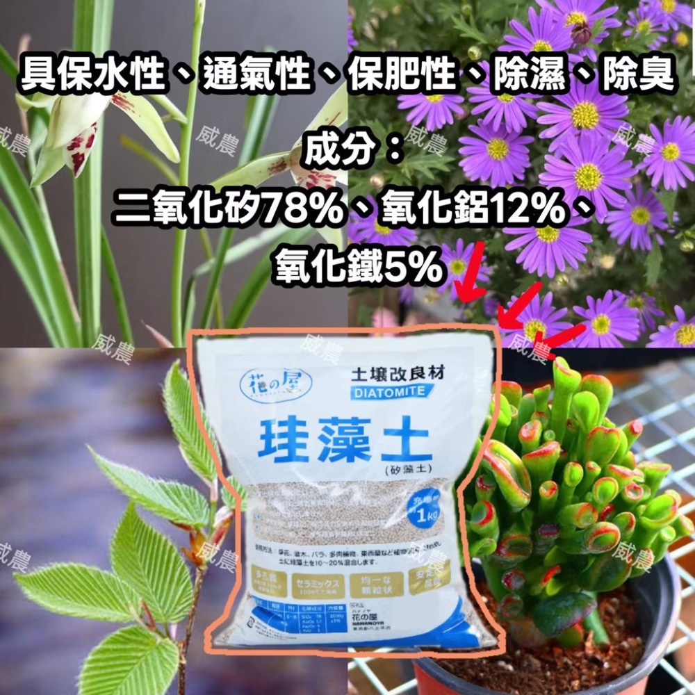 日本珪藻土(1KG)/適用草花、苗木、多肉植物、東洋蘭/日本燒製 花之屋 珪藻土 矽藻土 矽酸白土 硅藻土 1公斤裝-細節圖3
