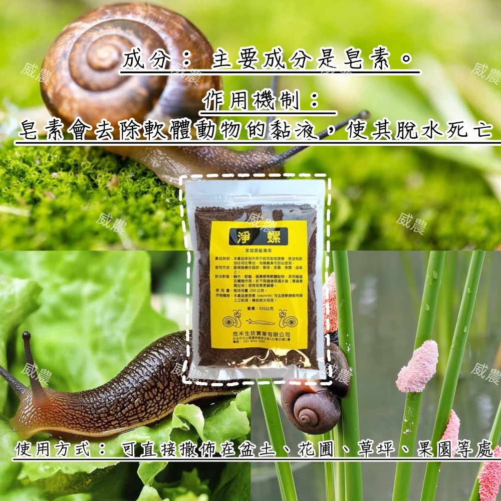 【威農現貨】淨螺 500g 天然成分 消除蝸牛 蝸牛藥 除螺劑除蛞蝓除福壽螺有機農業可用/皂素/盆土、花圃、草坪、果園-細節圖2