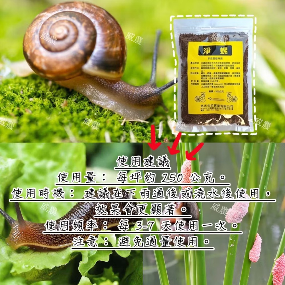 【威農現貨】淨螺 500g 天然成分 消除蝸牛 蝸牛藥 除螺劑除蛞蝓除福壽螺有機農業可用/皂素/盆土、花圃、草坪、果園-細節圖3
