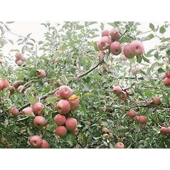 五葉松森林飲-蘋果口味-喝得到蘋果果肉漫步在森林的自在-細節圖4