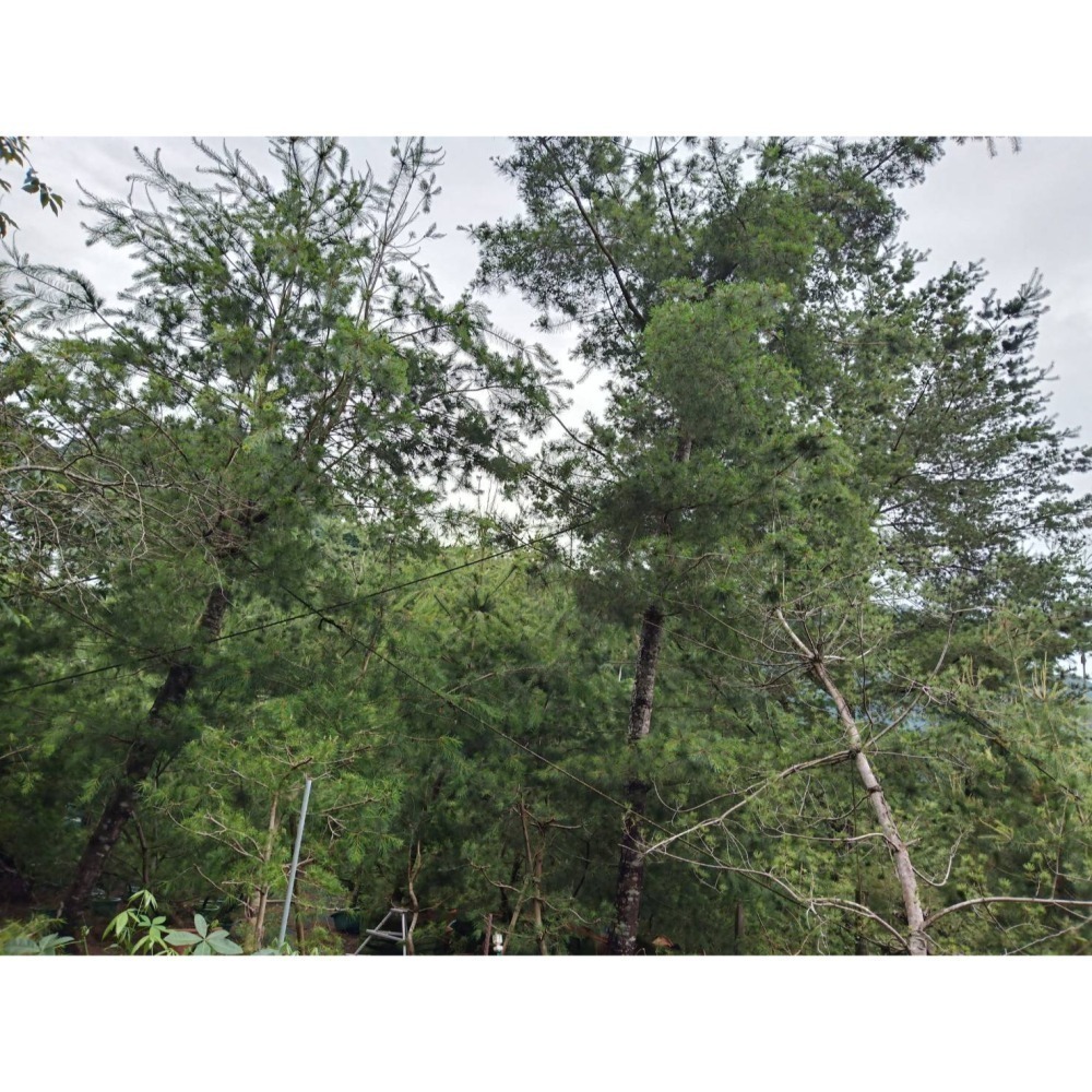 五葉松純濃原汁(無添加/無糖/須稀釋)清新養生青汁-細節圖4