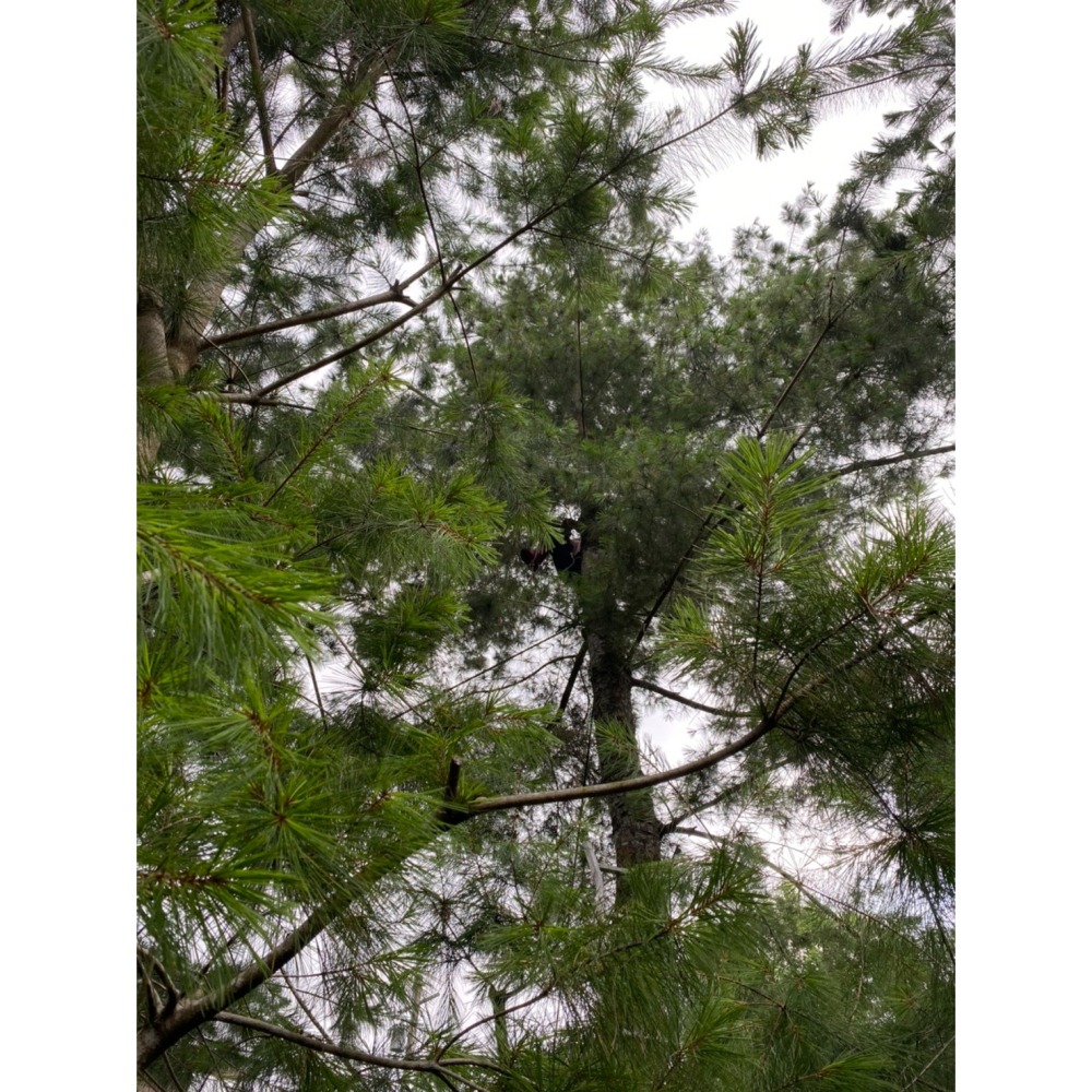 台灣五葉松針茶禮盒－台中十大伴手禮－安神舒眠溫和無咖啡因茶禮盒-細節圖7