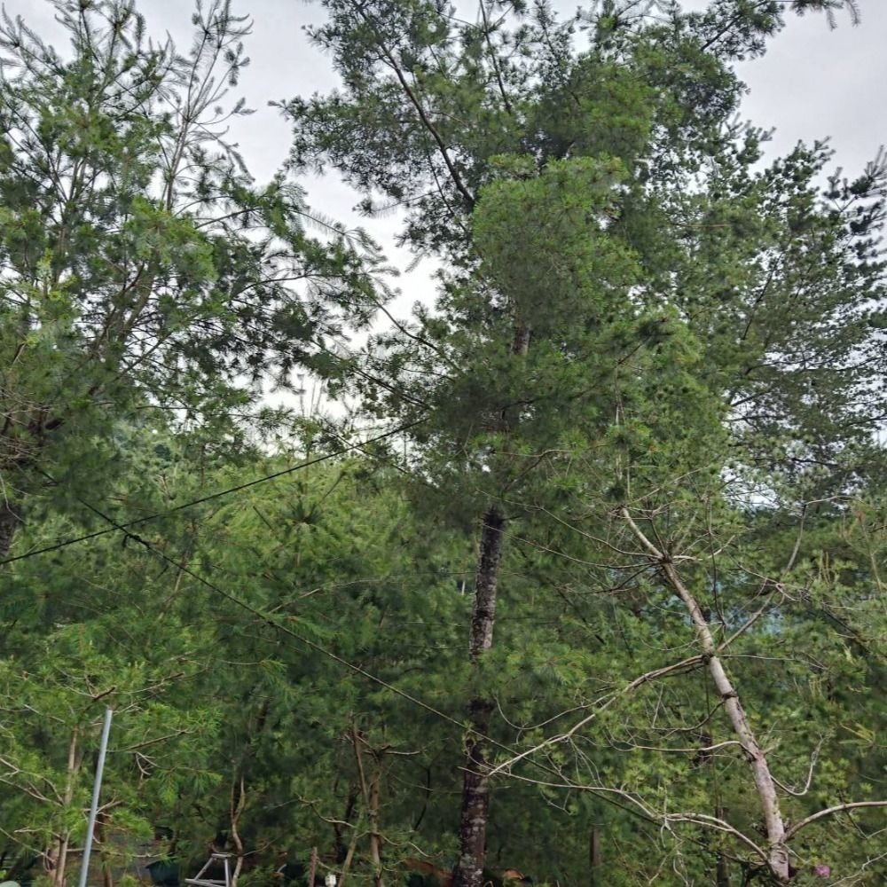 崧大夫-松壽神仙茶-純五葉松針茶-無咖啡因安神安眠茶5-細節圖3