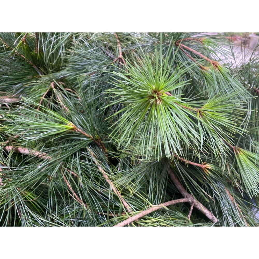 好運旺旺來-五葉松汁森林飲-鳳梨口味-細節圖6