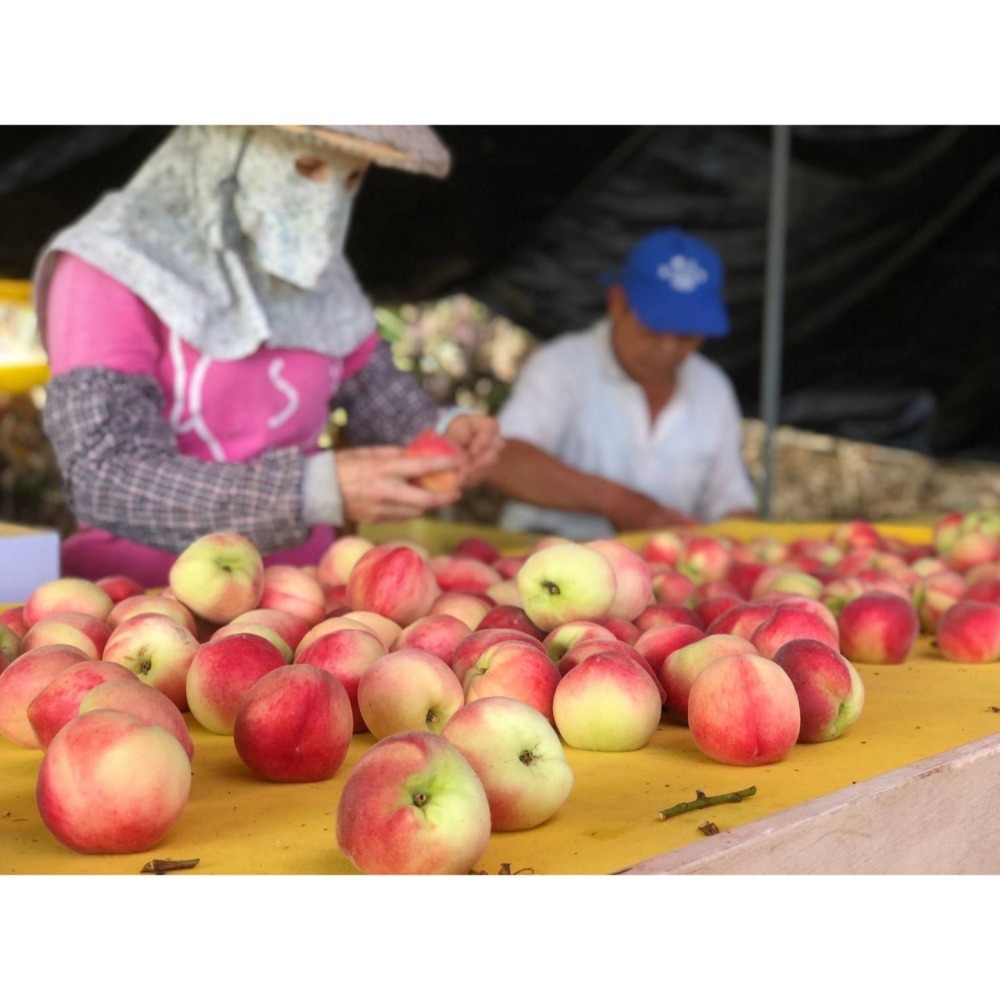 桃花朵朵開戀愛好滋味-五葉松汁森林飲-蜜桃口味-細節圖2