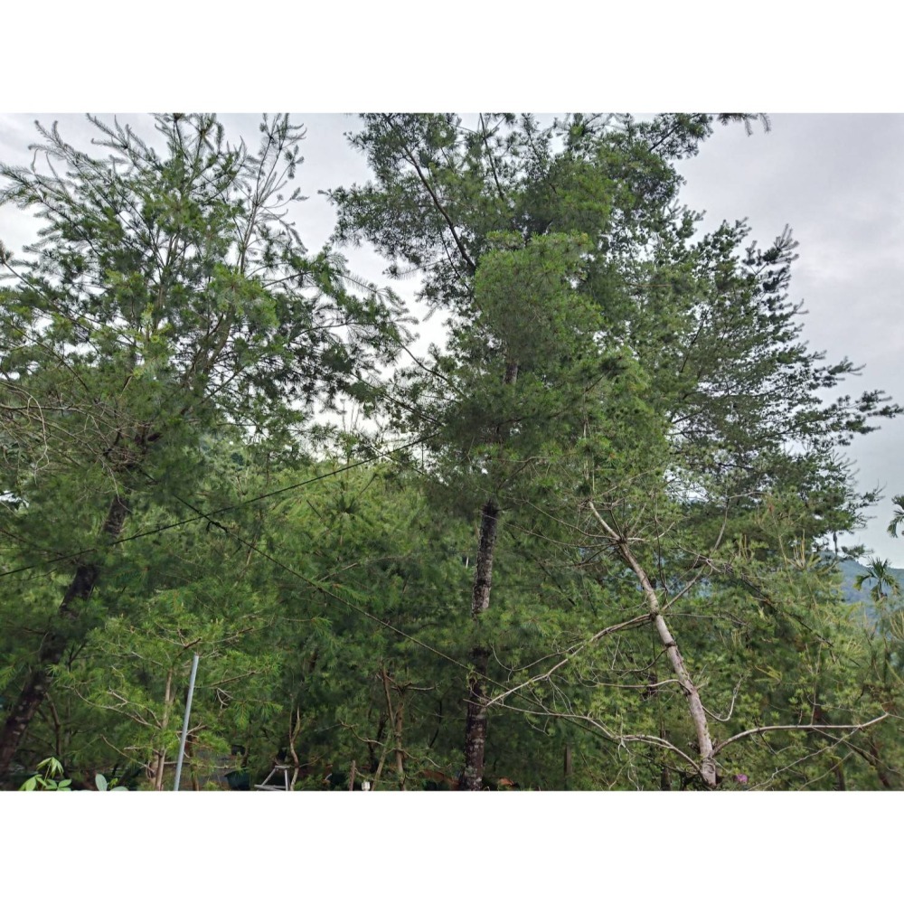 桃花朵朵開戀愛好滋味-五葉松汁森林飲-蜜桃口味-細節圖7