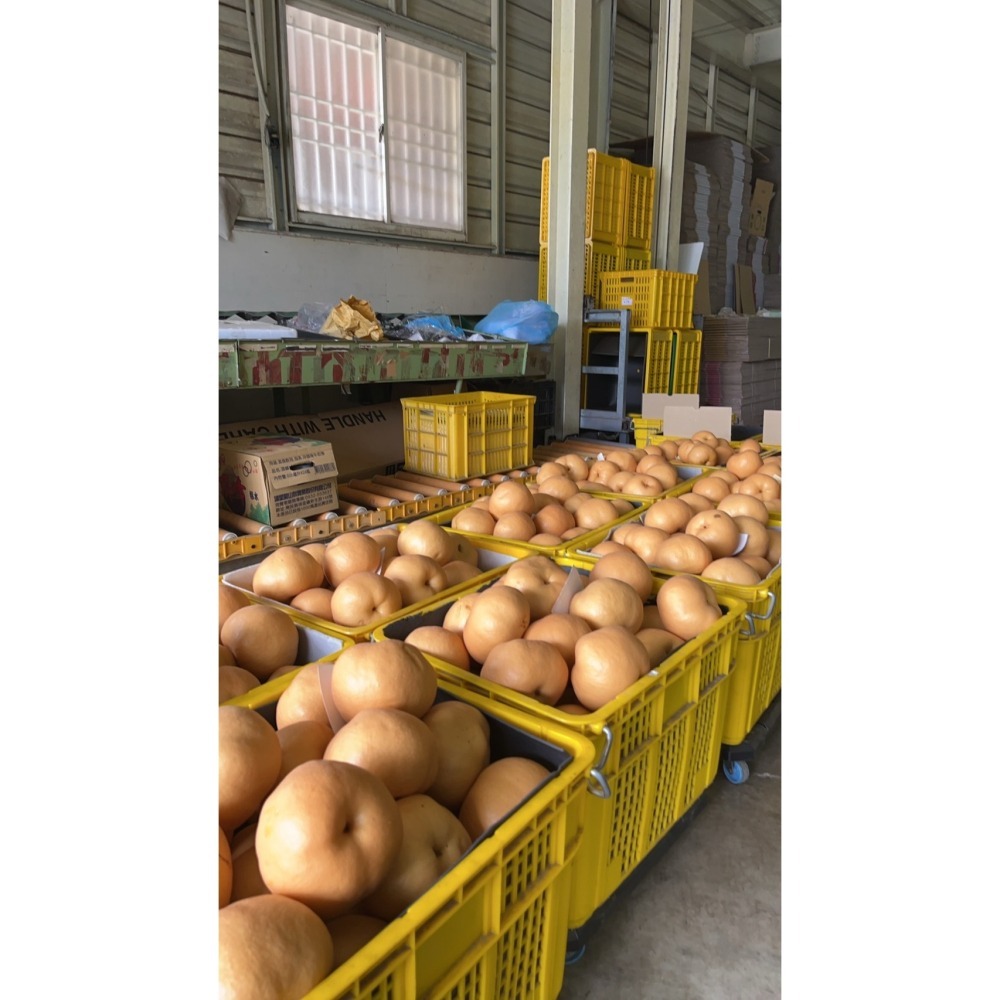 五葉松森林飲-冰糖水梨口味# 讓呼吸變得更簡單-細節圖3