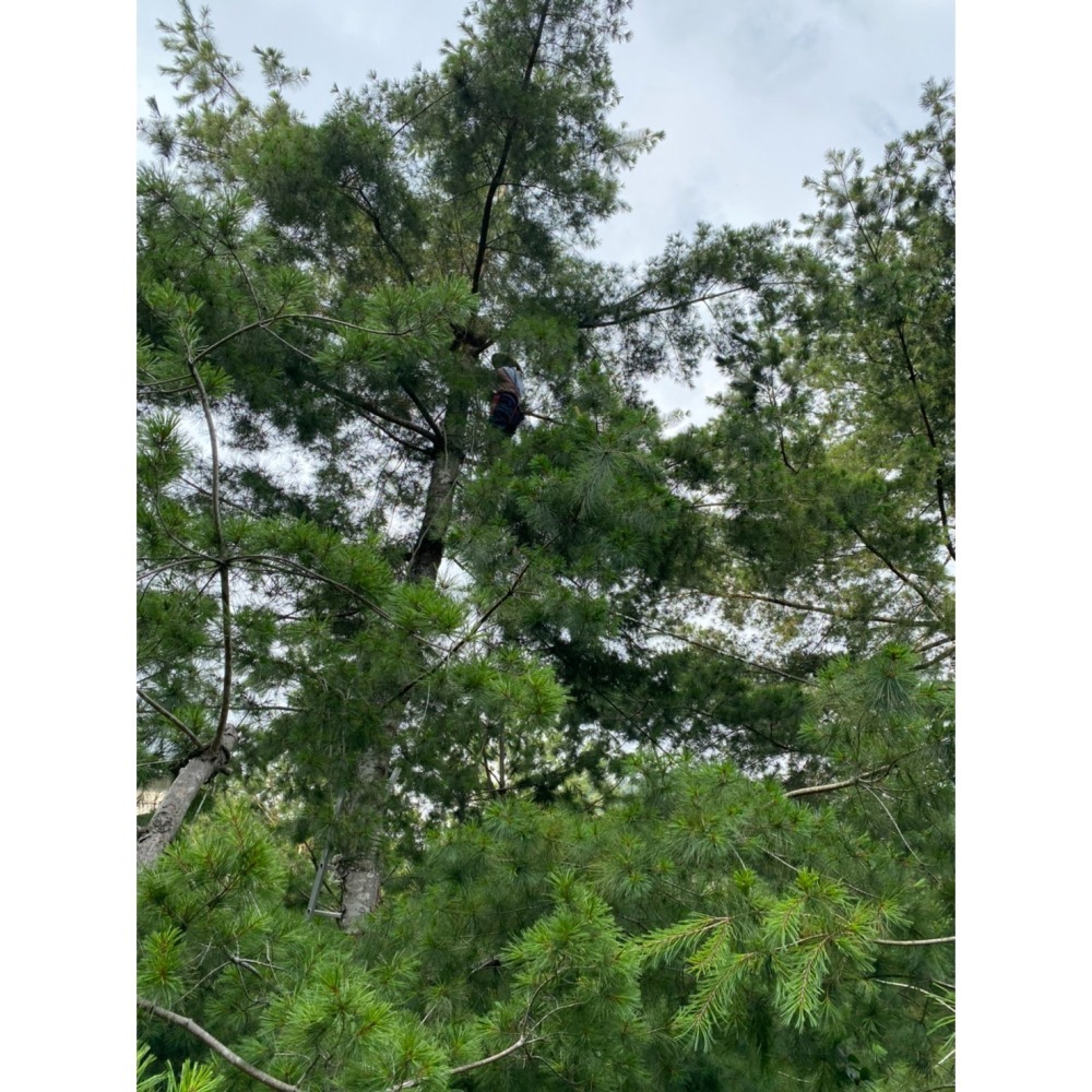 五葉松森林飲-冰糖水梨口味# 讓呼吸變得更簡單-細節圖6